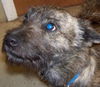 Scruffy the Terrier Mix