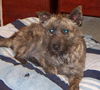 Scruffy the Terrier Mix