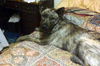 Scruffy the Terrier Mix