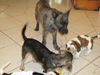 Scruffy the Terrier Mix