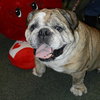 Tank the English Bulldog