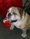Tank the English Bulldog