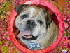 Tank the English Bulldog