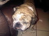 Tank the English Bulldog