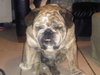 Tank the English Bulldog