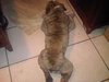 Tank the English Bulldog
