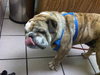 Tank the English Bulldog