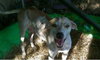 Alison The Cat Loving Pointer Mix