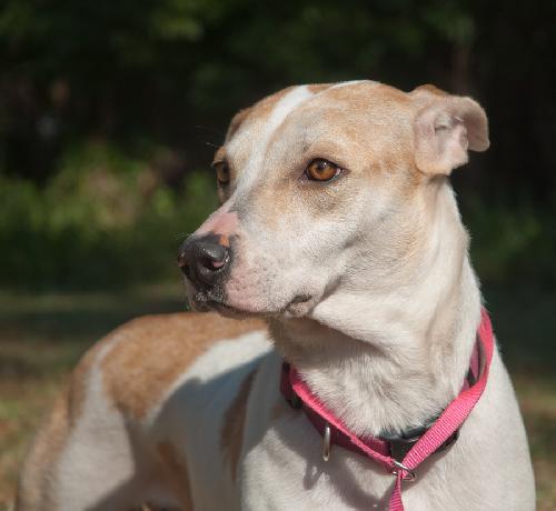 Alison The Cat Loving Pointer Mix
