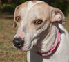 Alison The Cat Loving Pointer Mix