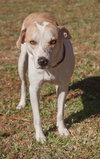 Alison The Cat Loving Pointer Mix