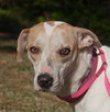Alison The Cat Loving Pointer Mix