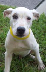 Wendall the Family loving Lab/hound Mix
