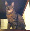 Grayson the Kitten
