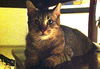 Grayson the Kitten