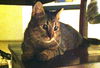 Grayson the Kitten