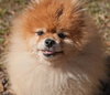 Furby the Senior Pom