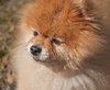 Furby the Senior Pom