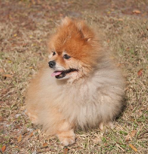 Furby the Senior Pom