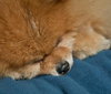 Furby the Senior Pom