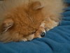 Furby the Senior Pom