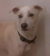 Eli the Whippet