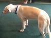 Eli the Whippet