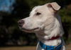 Eli the Whippet