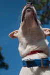 Eli the Whippet