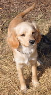 Meriweather the Cocker