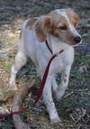 Fauna the Cocker