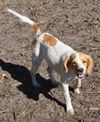 Fauna the Cocker