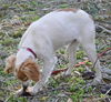 Fauna the Cocker