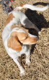 Fauna the Cocker
