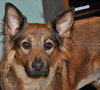 Linda the Sweet Girl