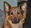 Linda the Sweet Girl