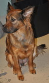 Linda the Sweet Girl