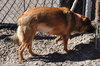Linda the Sweet Girl