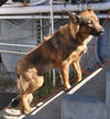 Linda the Sweet Girl