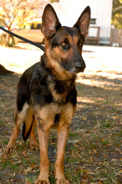 Gypsy the Shepherd