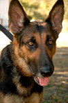 Gypsy the Shepherd
