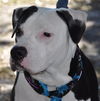 Gage the American Bull