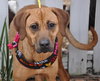 Lilly the Lab