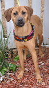 Lilly the Lab