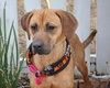 Lilly the Lab