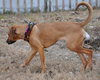 Lilly the Lab