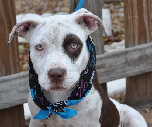Dominick the Boxer Mix