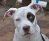 Dominick the Boxer Mix