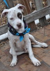Dominick the Boxer Mix