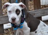 Dominick the Boxer Mix